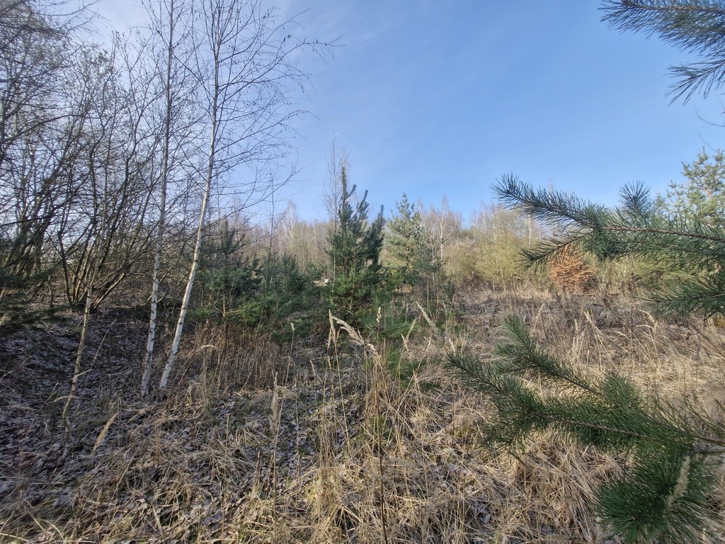 Działka na sprzedaż Stare Czarnowo 3 400 m2 | Arka Nieruchomości