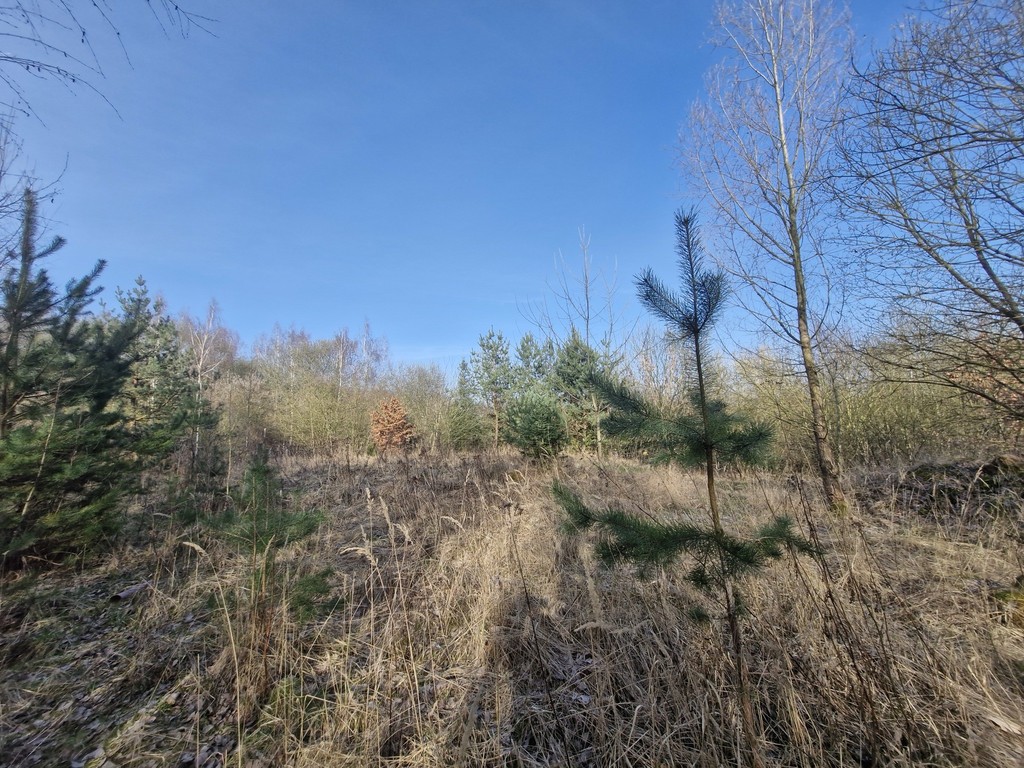 Działka na sprzedaż Stare Czarnowo 3 400 m2 | Arka Nieruchomości