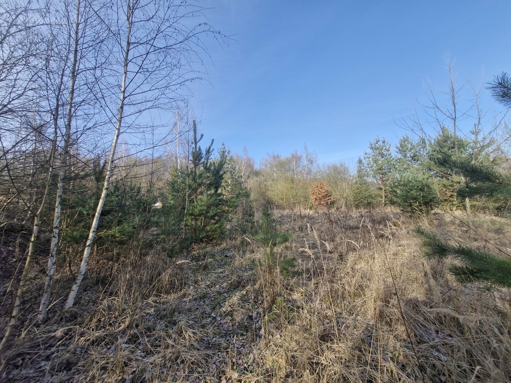 Działka na sprzedaż Stare Czarnowo 3 400 m2 | Arka Nieruchomości