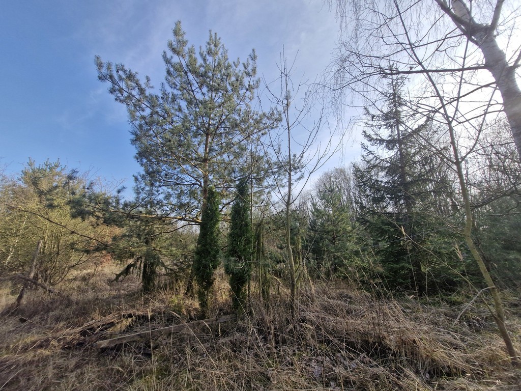 Działka na sprzedaż Stare Czarnowo 3 400 m2 | Arka Nieruchomości