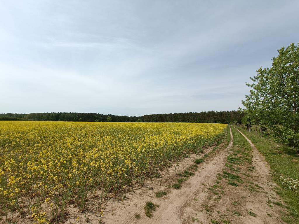 Działka na sprzedaż Stawno 1 304 m2 | Arka Nieruchomości