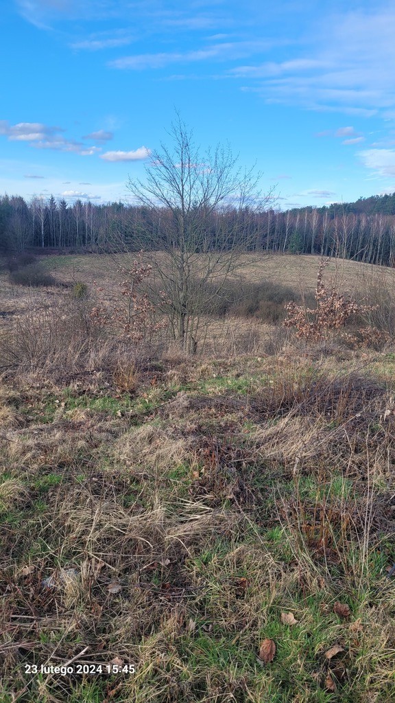 Działka na sprzedaż Zieleniewo 3 223 m2 | Arka Nieruchomości