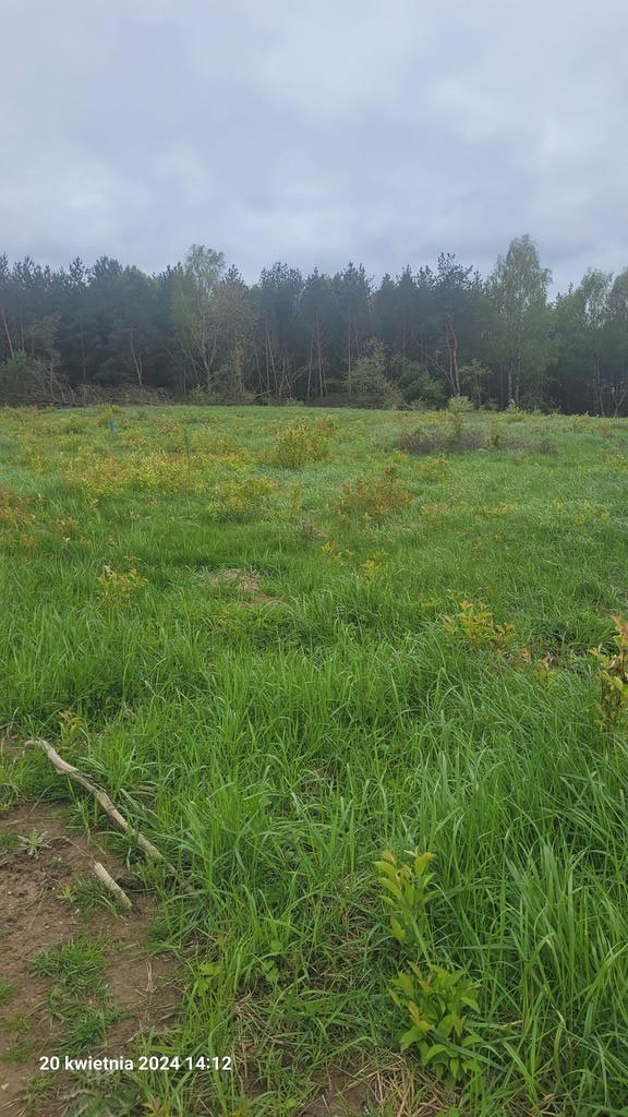 Działka na sprzedaż Zieleniewo 1 174 m2 | Arka Nieruchomości