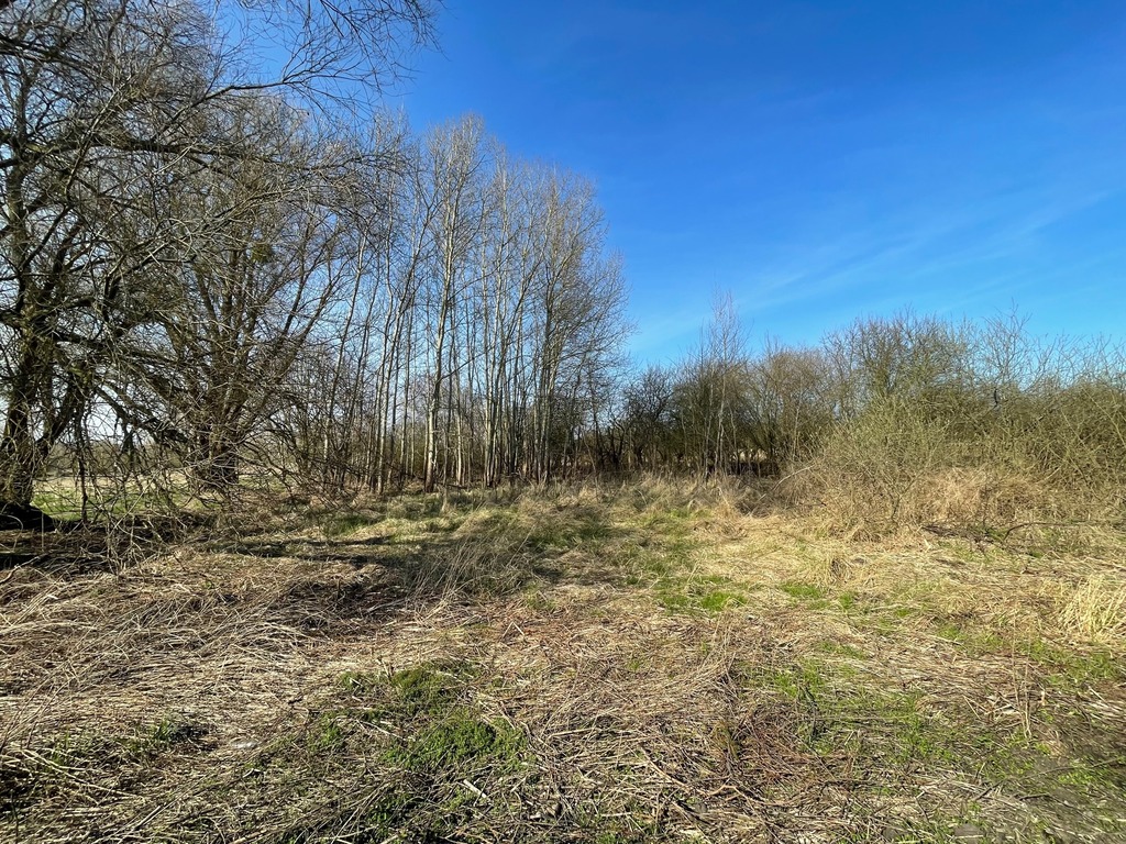 Działka na sprzedaż Trzebież 4 800 m2 | Arka Nieruchomości