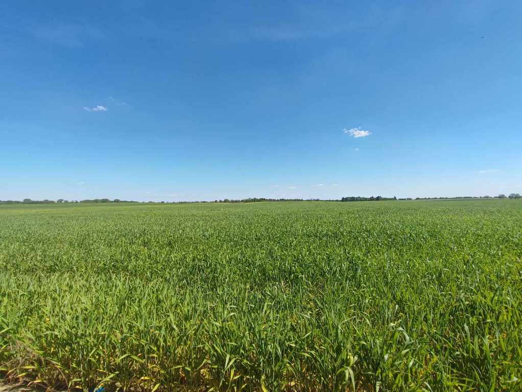 Działka na sprzedaż Kolonia Dolna-Grabowo 6 984 m2 | Arka Nieruchomości