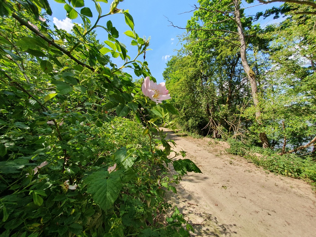Działka na sprzedaż Zieleniewo 3 030 m2 | Arka Nieruchomości