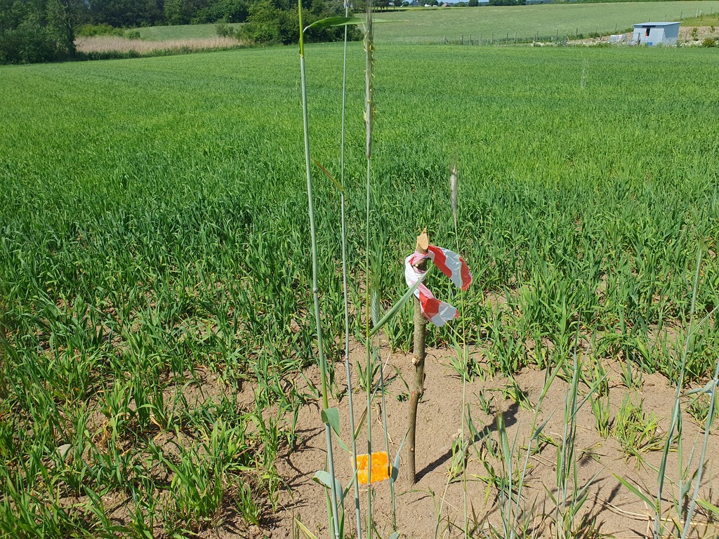 Działka na sprzedaż Zieleniewo 3 030 m2 | Arka Nieruchomości