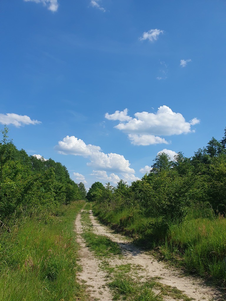 Działka na sprzedaż Zieleniewo 3 030 m2 | Arka Nieruchomości