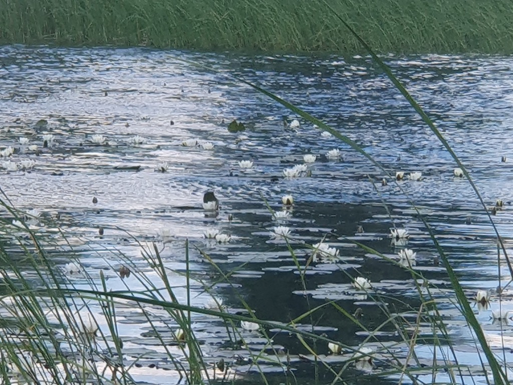 Działka na sprzedaż Zieleniewo 3 030 m2 | Arka Nieruchomości