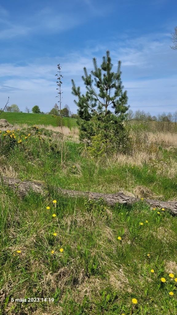 Działka na sprzedaż Zieleniewo 3 030 m2 | Arka Nieruchomości