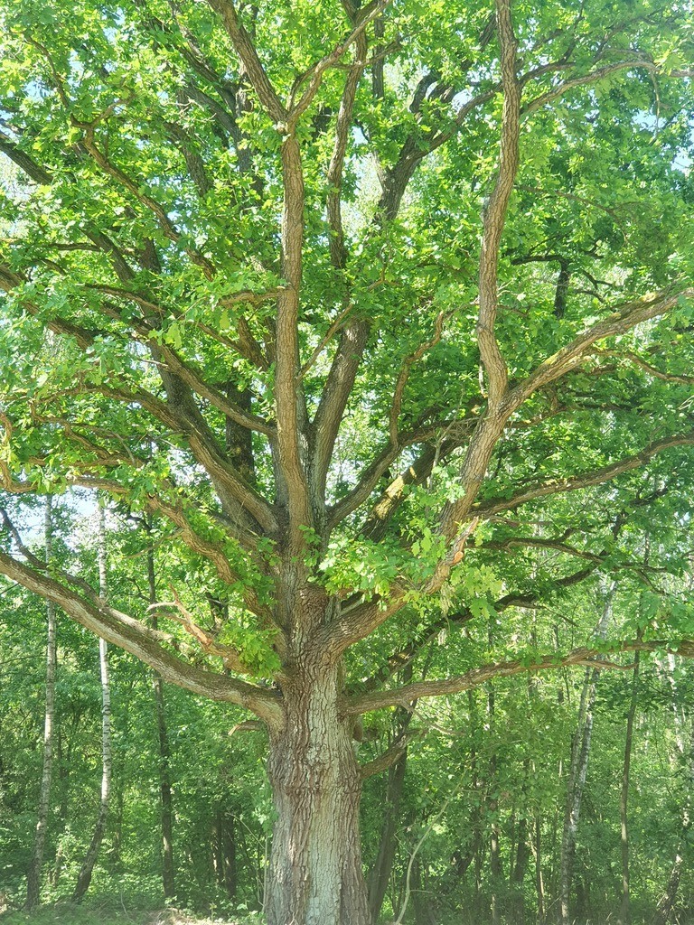 Działka na sprzedaż Zieleniewo 3 031 m2 | Arka Nieruchomości