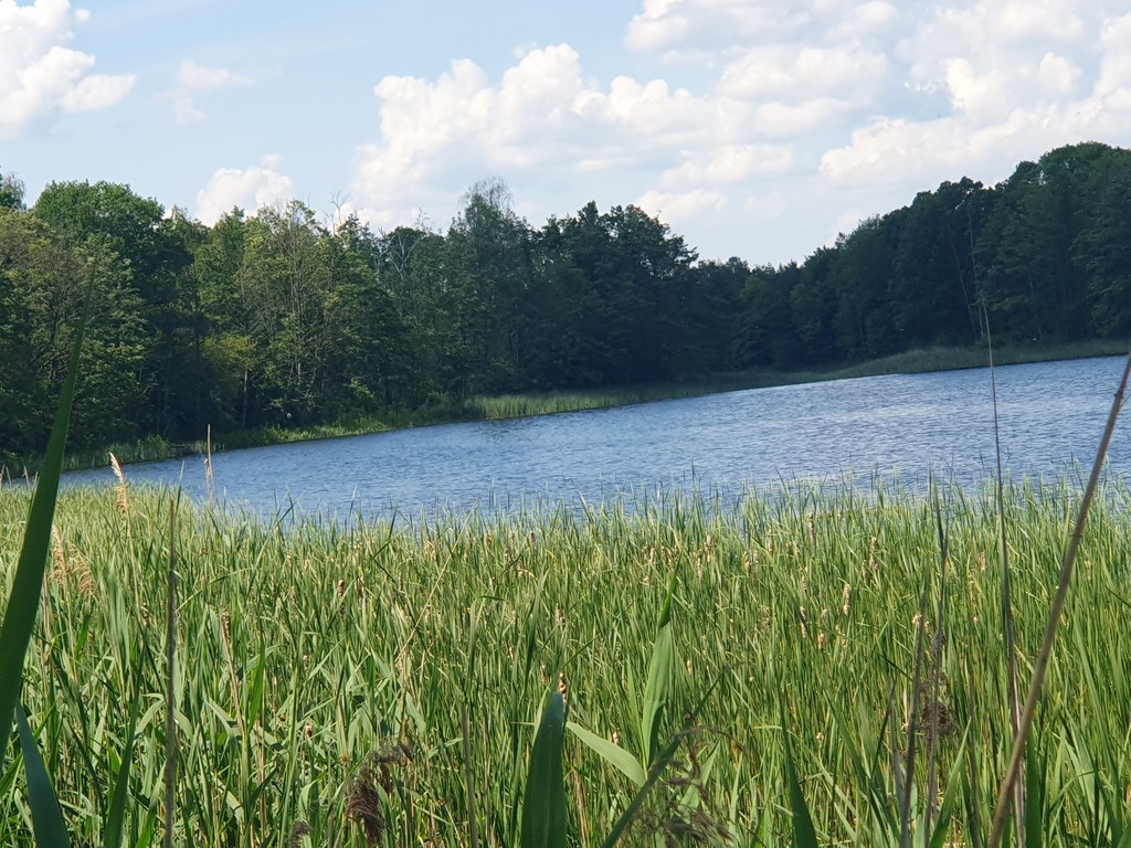 Działka na sprzedaż Zieleniewo 3 030 m2 | Arka Nieruchomości