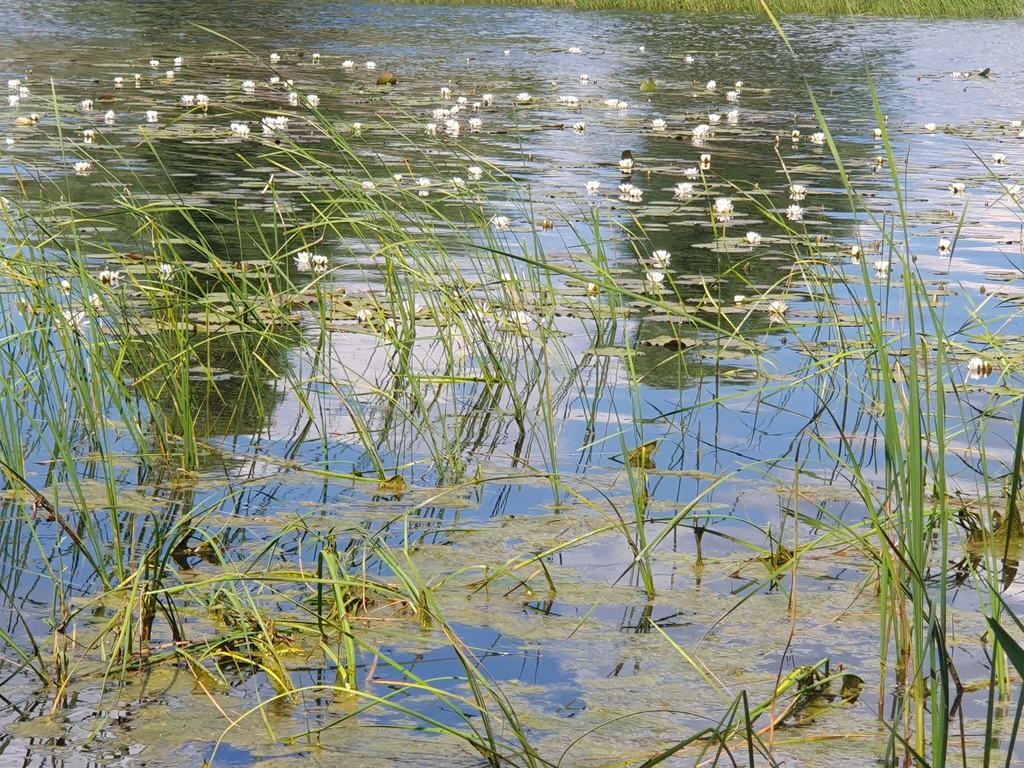 Działka na sprzedaż Zieleniewo 3 031 m2 | Arka Nieruchomości