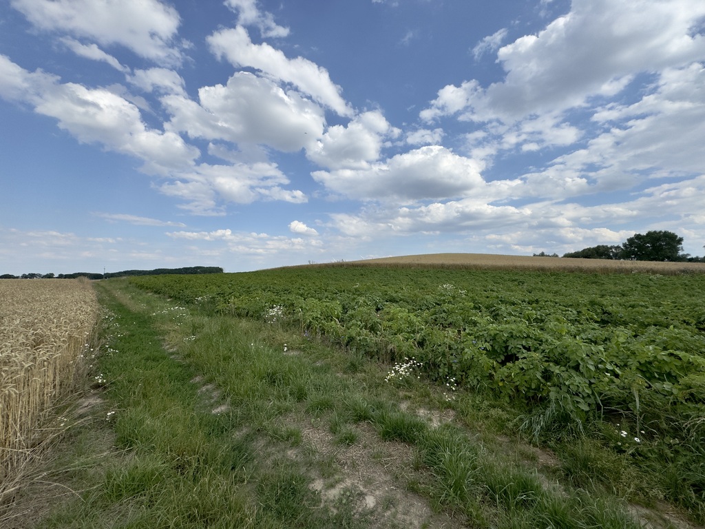 Działka na sprzedaż Bielice 2 300 m2 | Arka Nieruchomości