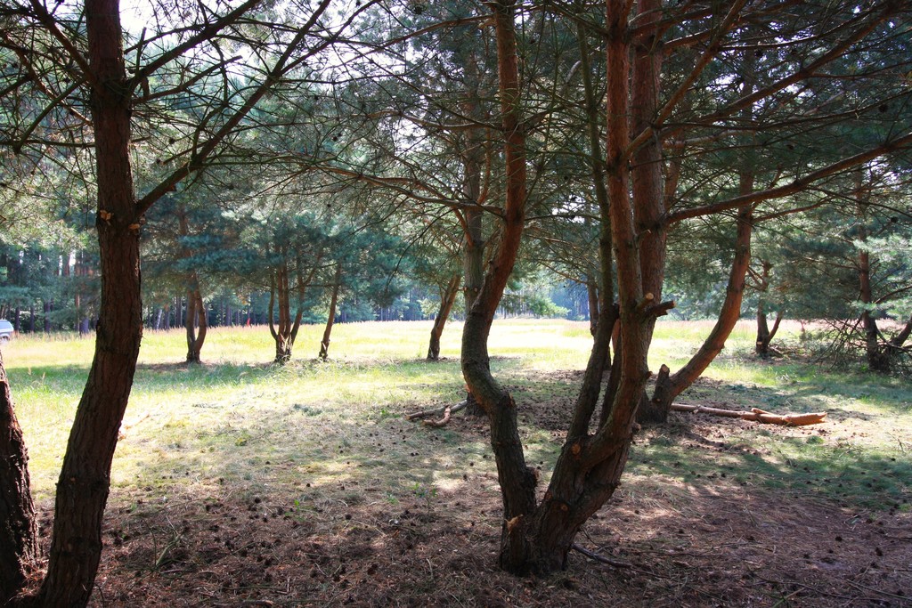 Działka na sprzedaż Szczecin, Wielgowo 1 960 m2 | Arka Nieruchomości