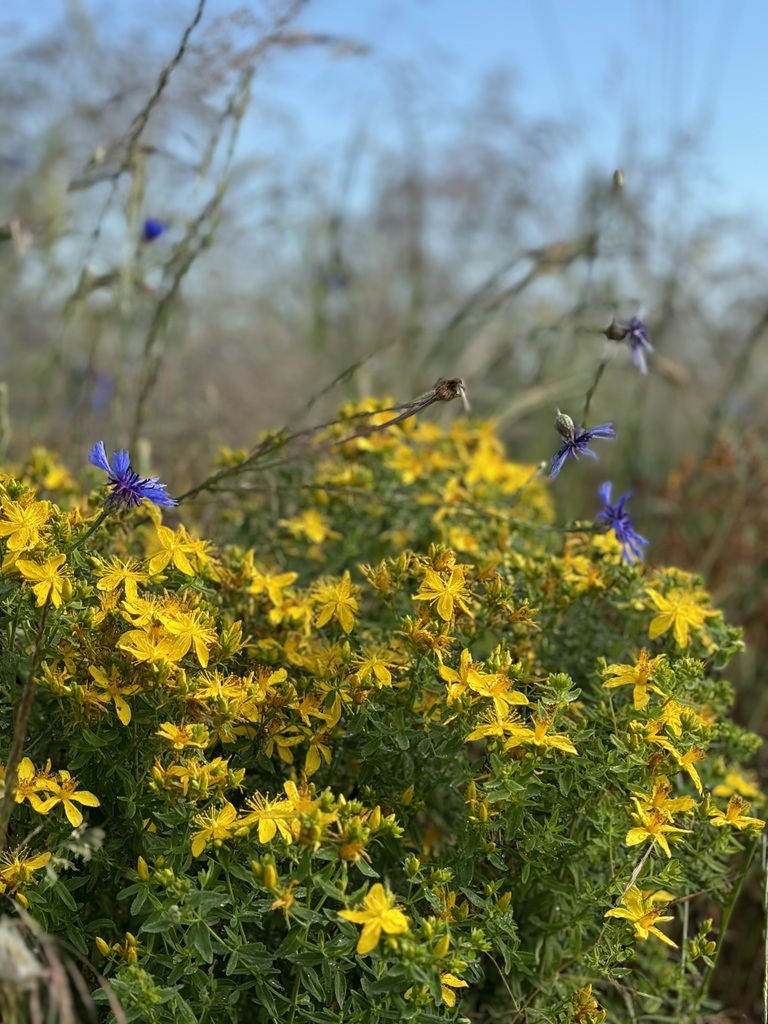 Działka na sprzedaż Goleniów 2 948 m2 | Arka Nieruchomości