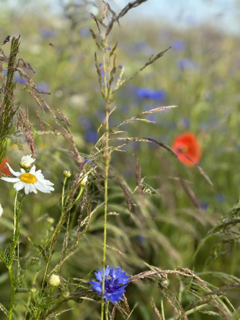 Działka na sprzedaż Goleniów 2 948 m2 | Arka Nieruchomości