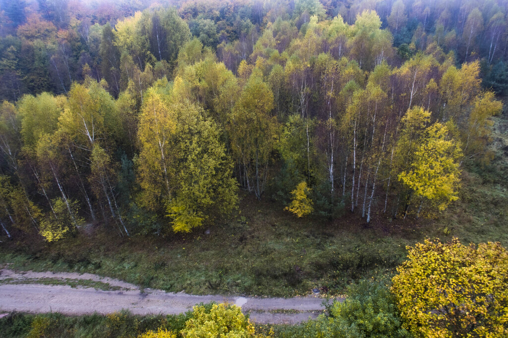 Działka budowlana z samosiejkami i kanalizacją