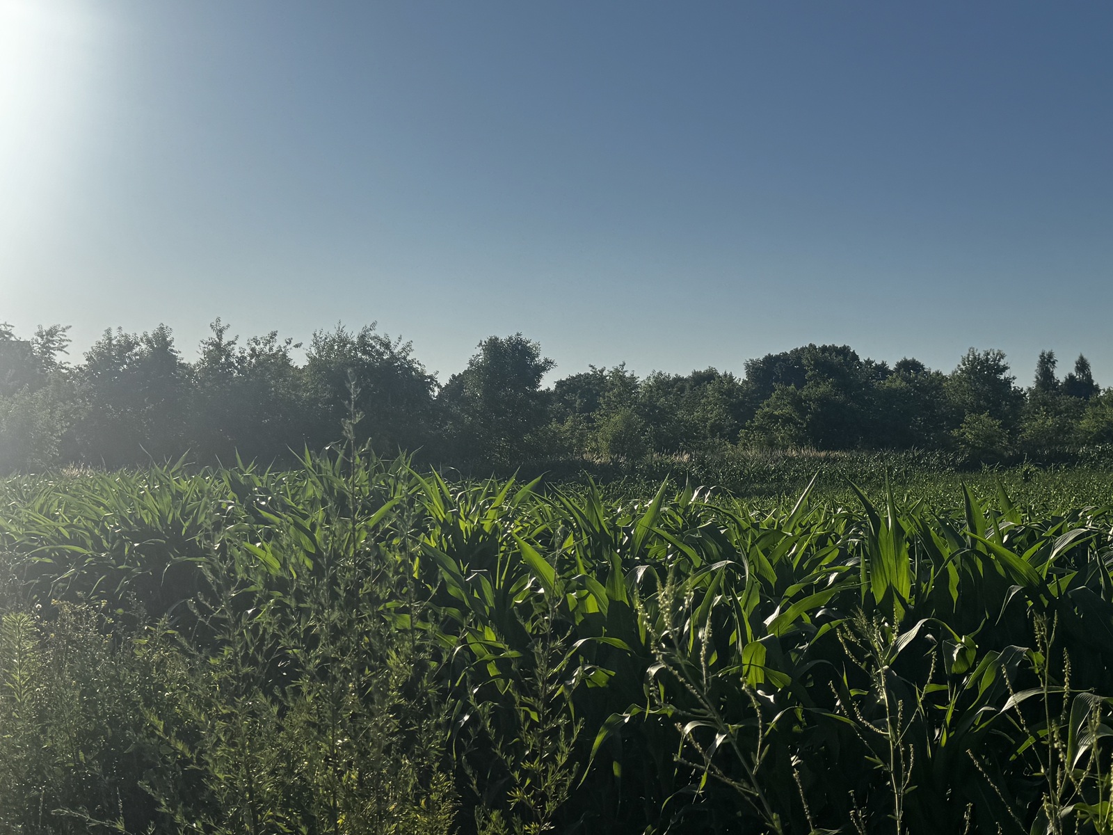 Zdjęcie nieruchomości